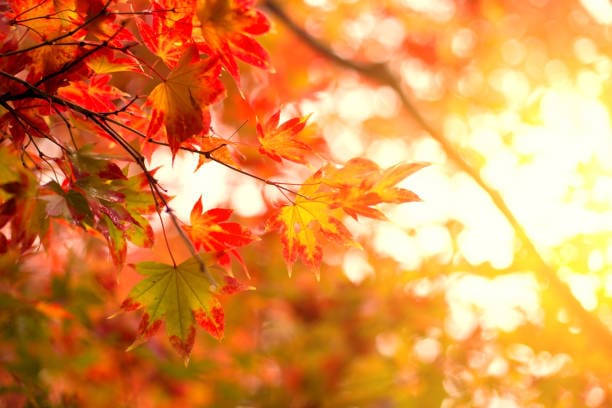 Bild von Herbstblättern